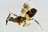 ( - BC-ZSM-HYM-20720-G03)  @13 [ ] CreativeCommons - Attribution Non-Commercial Share-Alike (2015) Unspecified SNSB, Zoologische Staatssammlung Muenchen