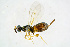  ( - BC-ZSM-HYM-20720-G09)  @13 [ ] CreativeCommons - Attribution Non-Commercial Share-Alike (2015) Unspecified SNSB, Zoologische Staatssammlung Muenchen