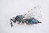  (Tetrastichus gredius - BC-ZSM-HYM-20721-F06)  @13 [ ] CreativeCommons - Attribution Non-Commercial Share-Alike (2014) Stefan Schmidt SNSB, Zoologische Staatssammlung Muenchen