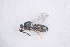  ( - BC-ZSM-HYM-20721-F08)  @12 [ ] CreativeCommons - Attribution Non-Commercial Share-Alike (2014) Stefan Schmidt SNSB, Zoologische Staatssammlung Muenchen