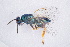  ( - BC-ZSM-HYM-20721-G08)  @11 [ ] CreativeCommons - Attribution Non-Commercial Share-Alike (2014) Stefan Schmidt SNSB, Zoologische Staatssammlung Muenchen