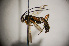  ( - BC-ZSM-HYM-20722-C10)  @14 [ ] CreativeCommons - Attribution Non-Commercial Share-Alike (2015) Stefan Schmidt SNSB, Zoologische Staatssammlung Muenchen
