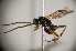  ( - BC-ZSM-HYM-20722-D12)  @14 [ ] CreativeCommons - Attribution Non-Commercial Share-Alike (2015) Stefan Schmidt SNSB, Zoologische Staatssammlung Muenchen
