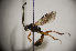  (Endasys alutaceus - BC-ZSM-HYM-20722-E01)  @14 [ ] CreativeCommons - Attribution Non-Commercial Share-Alike (2015) Stefan Schmidt SNSB, Zoologische Staatssammlung Muenchen