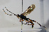  (Polytribax - BC-ZSM-HYM-20722-F01)  @15 [ ] CreativeCommons - Attribution Non-Commercial Share-Alike (2015) Stefan Schmidt SNSB, Zoologische Staatssammlung Muenchen