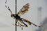  ( - BC-ZSM-HYM-20722-F02)  @11 [ ] CreativeCommons - Attribution Non-Commercial Share-Alike (2015) Stefan Schmidt SNSB, Zoologische Staatssammlung Muenchen
