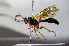  ( - BC-ZSM-HYM-20722-F07)  @11 [ ] CreativeCommons - Attribution Non-Commercial Share-Alike (2015) Stefan Schmidt SNSB, Zoologische Staatssammlung Muenchen