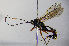 ( - BC-ZSM-HYM-20722-F09)  @13 [ ] CreativeCommons - Attribution Non-Commercial Share-Alike (2015) Stefan Schmidt SNSB, Zoologische Staatssammlung Muenchen