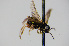  (Fenella nigrita - BC-ZSM-HYM-20722-H07)  @13 [ ] CreativeCommons - Attribution Non-Commercial Share-Alike (2015) Stefan Schmidt SNSB, Zoologische Staatssammlung Muenchen