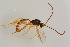  ( - BC-ZSM-HYM-20723-C11)  @13 [ ] CreativeCommons - Attribution Non-Commercial Share-Alike (2014) Stefan Schmidt SNSB, Zoologische Staatssammlung Muenchen