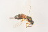  ( - BC-ZSM-HYM-20723-E07)  @12 [ ] CreativeCommons - Attribution Non-Commercial Share-Alike (2014) Stefan Schmidt SNSB, Zoologische Staatssammlung Muenchen