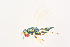  ( - BC-ZSM-HYM-20723-F12)  @12 [ ] CreativeCommons - Attribution Non-Commercial Share-Alike (2014) Stefan Schmidt SNSB, Zoologische Staatssammlung Muenchen