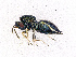  ( - BC-ZSM-HYM-20772-C03)  @13 [ ] CreativeCommons - Attribution Non-Commercial Share-Alike (2015) Stefan Schmidt SNSB, Zoologische Staatssammlung Muenchen