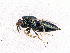  ( - BC-ZSM-HYM-20772-C06)  @13 [ ] CreativeCommons - Attribution Non-Commercial Share-Alike (2015) Stefan Schmidt SNSB, Zoologische Staatssammlung Muenchen