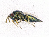  ( - BC-ZSM-HYM-20772-C07)  @13 [ ] CreativeCommons - Attribution Non-Commercial Share-Alike (2015) Stefan Schmidt SNSB, Zoologische Staatssammlung Muenchen