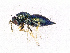  ( - BC-ZSM-HYM-20772-C08)  @13 [ ] CreativeCommons - Attribution Non-Commercial Share-Alike (2015) Stefan Schmidt SNSB, Zoologische Staatssammlung Muenchen