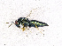  ( - BC-ZSM-HYM-20772-D04)  @13 [ ] CreativeCommons - Attribution Non-Commercial Share-Alike (2015) Stefan Schmidt SNSB, Zoologische Staatssammlung Muenchen