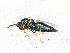  ( - BC-ZSM-HYM-20772-D05)  @12 [ ] CreativeCommons - Attribution Non-Commercial Share-Alike (2015) Stefan Schmidt SNSB, Zoologische Staatssammlung Muenchen