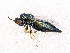  ( - BC-ZSM-HYM-20772-D06)  @12 [ ] CreativeCommons - Attribution Non-Commercial Share-Alike (2015) Stefan Schmidt SNSB, Zoologische Staatssammlung Muenchen