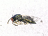  ( - BC-ZSM-HYM-20772-D10)  @13 [ ] CreativeCommons - Attribution Non-Commercial Share-Alike (2015) Stefan Schmidt SNSB, Zoologische Staatssammlung Muenchen
