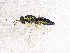  ( - BC-ZSM-HYM-20772-D11)  @13 [ ] CreativeCommons - Attribution Non-Commercial Share-Alike (2015) Stefan Schmidt SNSB, Zoologische Staatssammlung Muenchen