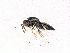  ( - BC-ZSM-HYM-20772-D12)  @13 [ ] CreativeCommons - Attribution Non-Commercial Share-Alike (2015) Stefan Schmidt SNSB, Zoologische Staatssammlung Muenchen