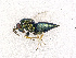  ( - BC-ZSM-HYM-20772-E04)  @14 [ ] CreativeCommons - Attribution Non-Commercial Share-Alike (2015) Stefan Schmidt SNSB, Zoologische Staatssammlung Muenchen