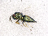  ( - BC-ZSM-HYM-20772-E06)  @14 [ ] CreativeCommons - Attribution Non-Commercial Share-Alike (2015) Stefan Schmidt SNSB, Zoologische Staatssammlung Muenchen
