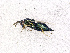  ( - BC-ZSM-HYM-20772-E07)  @14 [ ] CreativeCommons - Attribution Non-Commercial Share-Alike (2015) Stefan Schmidt SNSB, Zoologische Staatssammlung Muenchen