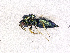  ( - BC-ZSM-HYM-20772-E09)  @13 [ ] CreativeCommons - Attribution Non-Commercial Share-Alike (2015) Stefan Schmidt SNSB, Zoologische Staatssammlung Muenchen