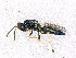  ( - BC-ZSM-HYM-20772-E11)  @13 [ ] CreativeCommons - Attribution Non-Commercial Share-Alike (2015) Stefan Schmidt SNSB, Zoologische Staatssammlung Muenchen