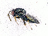  ( - BC-ZSM-HYM-20772-F06)  @14 [ ] CreativeCommons - Attribution Non-Commercial Share-Alike (2015) Stefan Schmidt SNSB, Zoologische Staatssammlung Muenchen