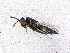  ( - BC-ZSM-HYM-20772-F07)  @13 [ ] CreativeCommons - Attribution Non-Commercial Share-Alike (2015) Stefan Schmidt SNSB, Zoologische Staatssammlung Muenchen