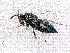  ( - BC-ZSM-HYM-20772-F08)  @13 [ ] CreativeCommons - Attribution Non-Commercial Share-Alike (2015) Stefan Schmidt SNSB, Zoologische Staatssammlung Muenchen