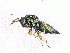  ( - BC-ZSM-HYM-20772-G01)  @13 [ ] CreativeCommons - Attribution Non-Commercial Share-Alike (2015) Stefan Schmidt SNSB, Zoologische Staatssammlung Muenchen