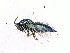  ( - BC-ZSM-HYM-20772-G05)  @14 [ ] CreativeCommons - Attribution Non-Commercial Share-Alike (2015) Stefan Schmidt SNSB, Zoologische Staatssammlung Muenchen