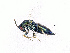 ( - BC-ZSM-HYM-20772-G06)  @13 [ ] CreativeCommons - Attribution Non-Commercial Share-Alike (2015) Stefan Schmidt SNSB, Zoologische Staatssammlung Muenchen