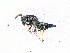  ( - BC-ZSM-HYM-20772-G07)  @14 [ ] CreativeCommons - Attribution Non-Commercial Share-Alike (2015) Stefan Schmidt SNSB, Zoologische Staatssammlung Muenchen