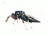  ( - BC-ZSM-HYM-20772-G10)  @12 [ ] CreativeCommons - Attribution Non-Commercial Share-Alike (2015) Stefan Schmidt SNSB, Zoologische Staatssammlung Muenchen