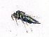  ( - BC-ZSM-HYM-20772-H05)  @12 [ ] CreativeCommons - Attribution Non-Commercial Share-Alike (2015) Stefan Schmidt SNSB, Zoologische Staatssammlung Muenchen
