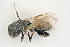  ( - BC-ZSM-HYM-21584-F12)  @13 [ ] CreativeCommons - Attribution Non-Commercial Share-Alike (2014) Stefan Schmidt SNSB, Zoologische Staatssammlung Muenchen