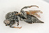  ( - BC-ZSM-HYM-21584-G02)  @12 [ ] CreativeCommons - Attribution Non-Commercial Share-Alike (2014) Stefan Schmidt SNSB, Zoologische Staatssammlung Muenchen