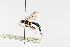  ( - BC-ZSM-HYM-21584-H05)  @13 [ ] CreativeCommons - Attribution Non-Commercial Share-Alike (2014) Stefan Schmidt SNSB, Zoologische Staatssammlung Muenchen
