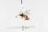  ( - BC-ZSM-HYM-21584-H08)  @12 [ ] CreativeCommons - Attribution Non-Commercial Share-Alike (2014) Stefan Schmidt SNSB, Zoologische Staatssammlung Muenchen