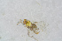  ( - BC-ZSM-HYM-21585-D11)  @12 [ ] CreativeCommons - Attribution Non-Commercial Share-Alike (2014) Stefan Schmidt SNSB, Zoologische Staatssammlung Muenchen