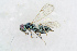  ( - BC-ZSM-HYM-21585-F03)  @13 [ ] CreativeCommons - Attribution Non-Commercial Share-Alike (2014) Stefan Schmidt SNSB, Zoologische Staatssammlung Muenchen