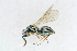  ( - BC-ZSM-HYM-21585-F08)  @14 [ ] CreativeCommons - Attribution Non-Commercial Share-Alike (2014) Stefan Schmidt SNSB, Zoologische Staatssammlung Muenchen