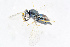  (Tetrastichus doczkali - BC-ZSM-HYM-21585-G01)  @13 [ ] CreativeCommons - Attribution Non-Commercial Share-Alike (2014) Stefan Schmidt SNSB, Zoologische Staatssammlung Muenchen