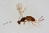  ( - BC-ZSM-HYM-21586-E10)  @13 [ ] CreativeCommons - Attribution Non-Commercial Share-Alike (2014) Stefan Schmidt SNSB, Zoologische Staatssammlung Muenchen