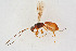  (Spathius rubidus - BC-ZSM-HYM-21586-F03)  @14 [ ] CreativeCommons - Attribution Non-Commercial Share-Alike (2014) Stefan Schmidt SNSB, Zoologische Staatssammlung Muenchen
